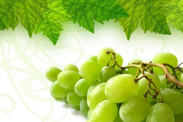 綠葡萄的功效與作用及禁忌
