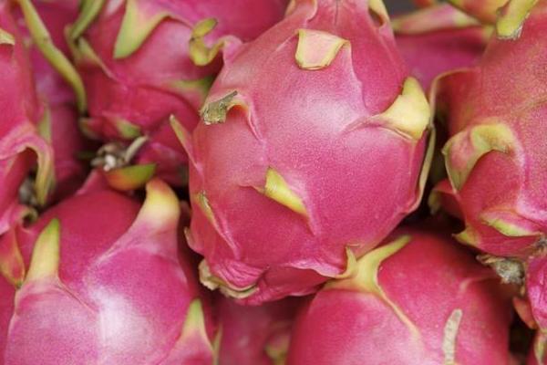 晚上吃火龍果好嗎