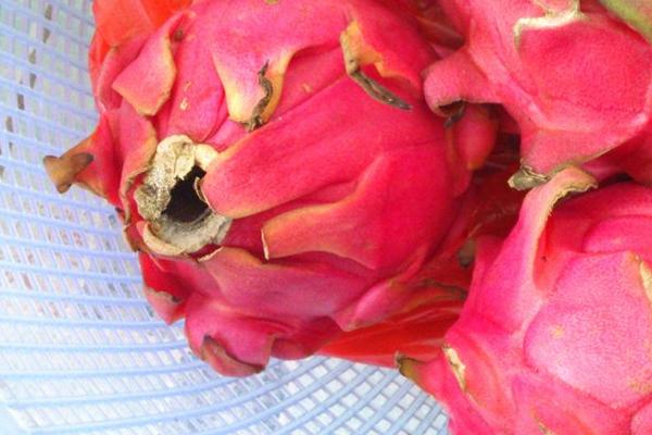 晚上吃火龍果好嗎