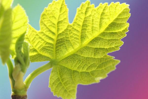 無花果葉的功效與作用及禁忌