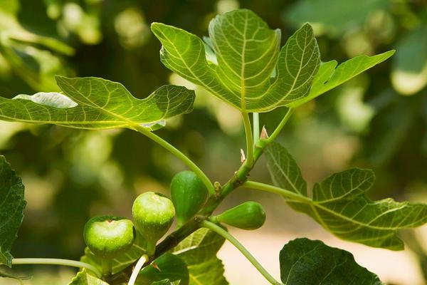 無花果葉的功效與作用及禁忌