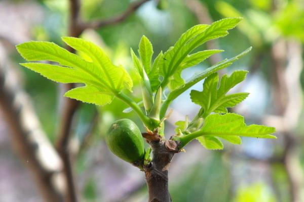 無花果葉的功效與作用及禁忌