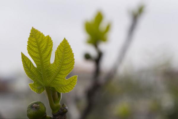無花果葉的功效與作用及禁忌