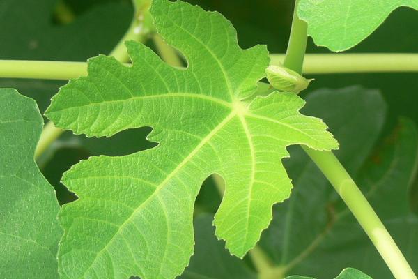 無花果葉的功效與作用及禁忌