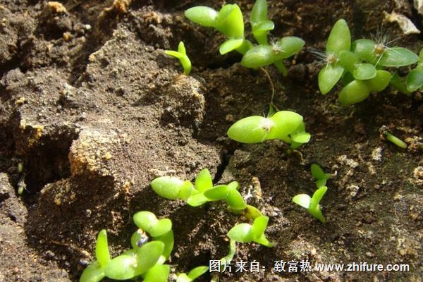 火龍果苗價格多少錢一棵