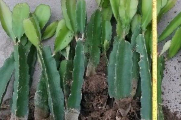 火龍果苗價格多少錢一棵