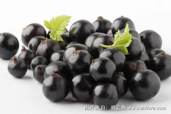 黑加侖是葡萄嗎