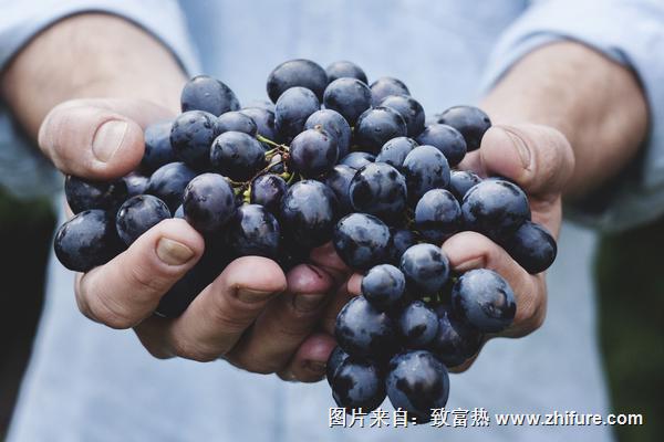 葡萄價格多少錢一斤