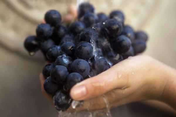 葡萄價格多少錢一斤