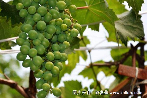葡萄科學栽培技術