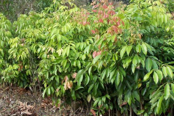 桂味荔枝管理技術(shù)