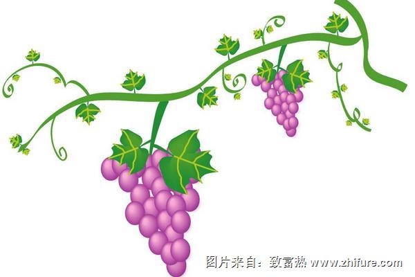 葡萄簡筆畫（圖解步驟）