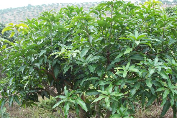 桂味荔枝管理技術(shù)