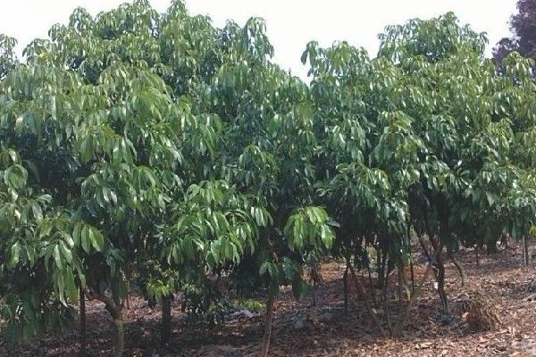 桂味荔枝管理技術(shù)