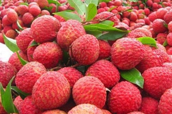 桂味荔枝管理技術(shù)