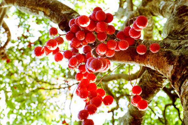 桂味荔枝管理技術(shù)