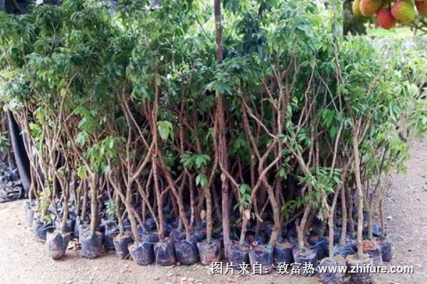 桂味荔枝苗價格多少錢一棵