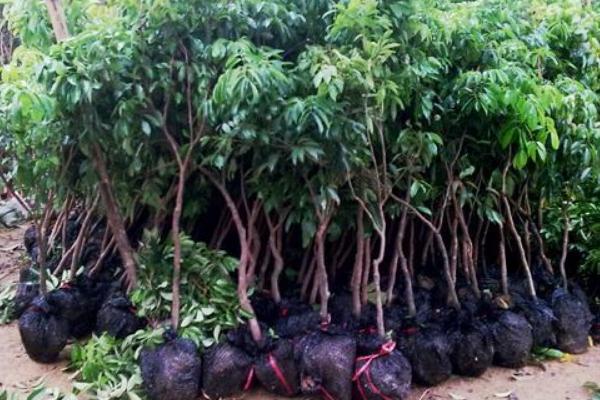 桂味荔枝苗價格多少錢一棵