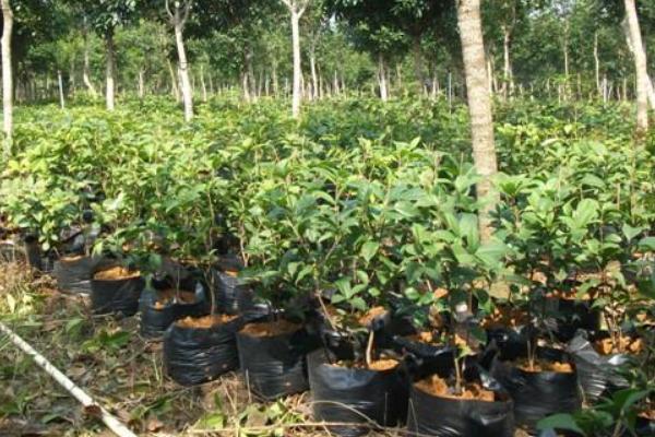 桂味荔枝苗價格多少錢一棵