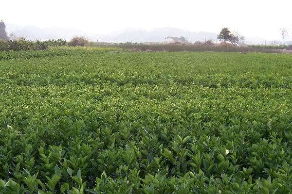 桂味荔枝苗價格多少錢一棵