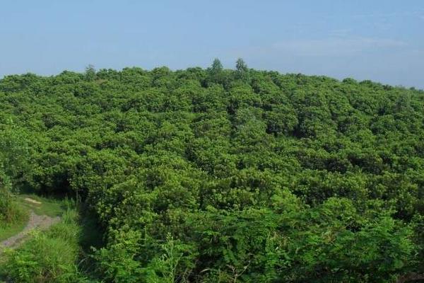 桂味荔枝苗價格多少錢一棵