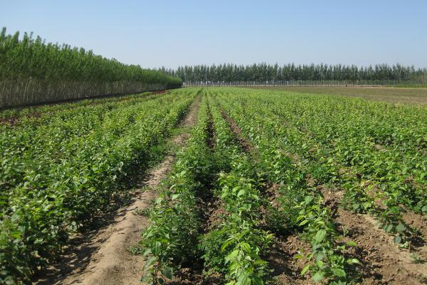 桂味荔枝苗價格多少錢一棵