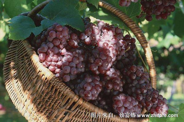 葡萄的功效與作用及禁忌