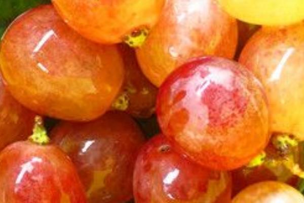 葡萄的功效與作用及禁忌