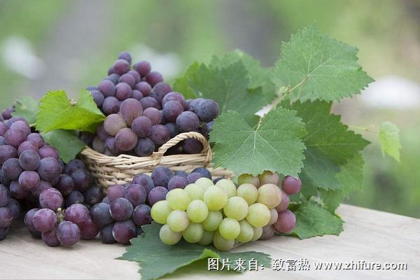 葡萄圖片大全