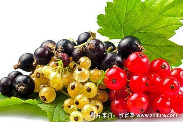 葡萄種類有哪些