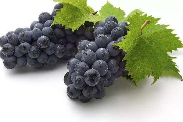 葡萄圖片大全