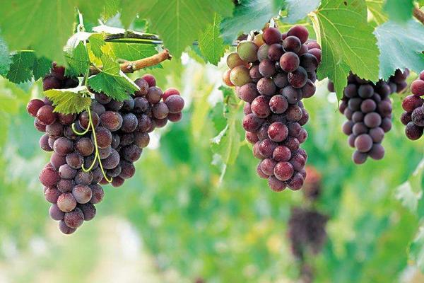 葡萄圖片大全