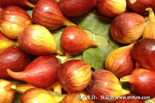 鮮無(wú)花果怎么保存