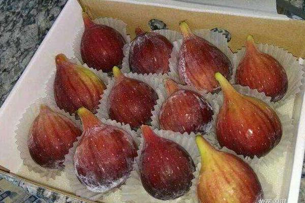 鮮無花果怎么保存