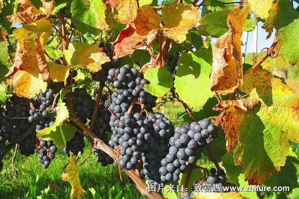 葡萄病蟲害防治技術