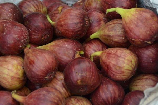 鮮無花果怎么保存