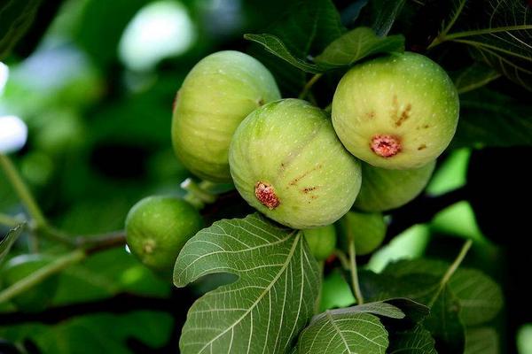 鮮無花果怎么保存