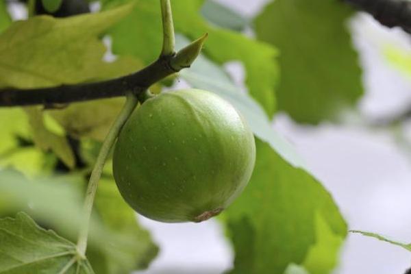 鮮無花果怎么保存