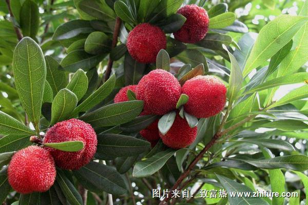  楊梅是哪里的特產