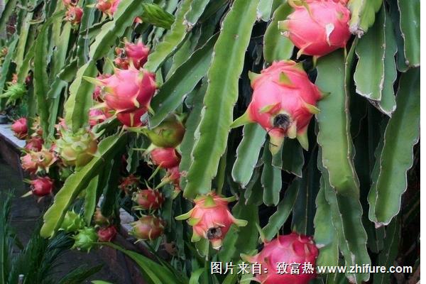火龍果的栽培技術