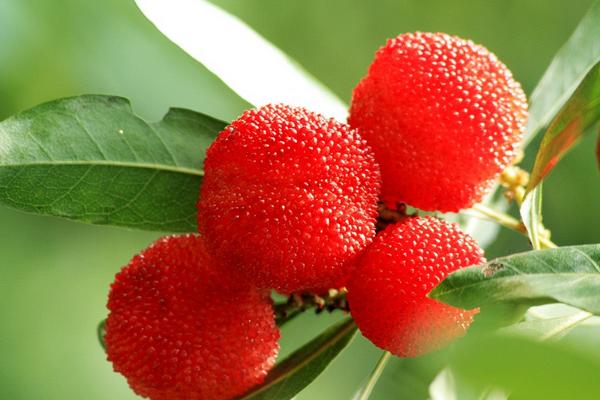 楊梅有哪些品種