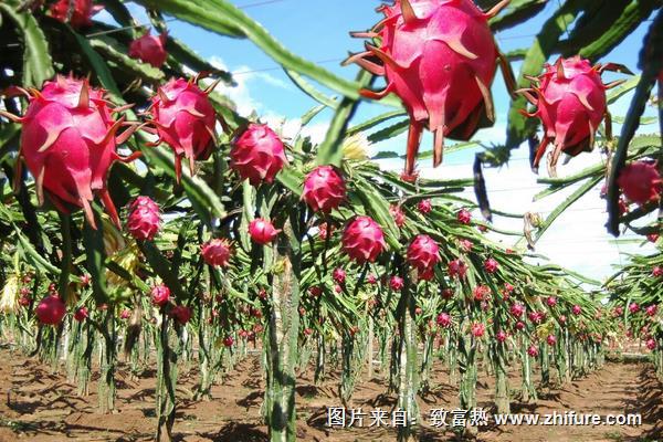 火龍果幾年結果