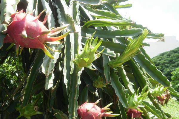 火龍果幾年結果