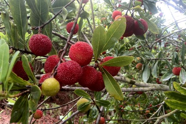 楊梅有哪些品種