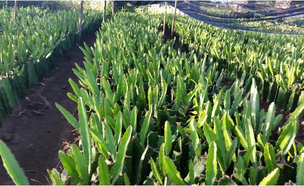 火龍果幾年結果