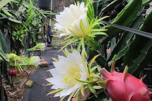 火龍果幾年結果