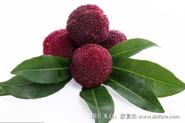 楊梅有哪些品種