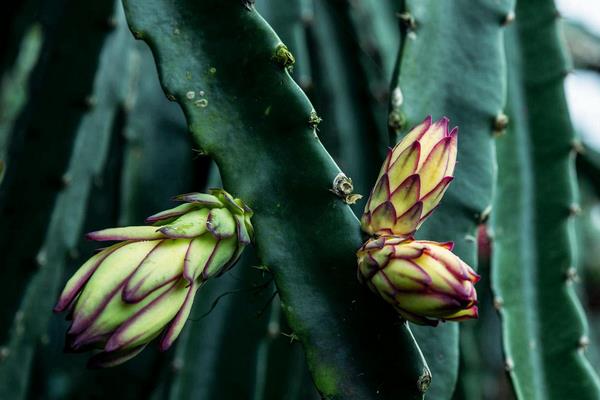 火龍果幾年結果