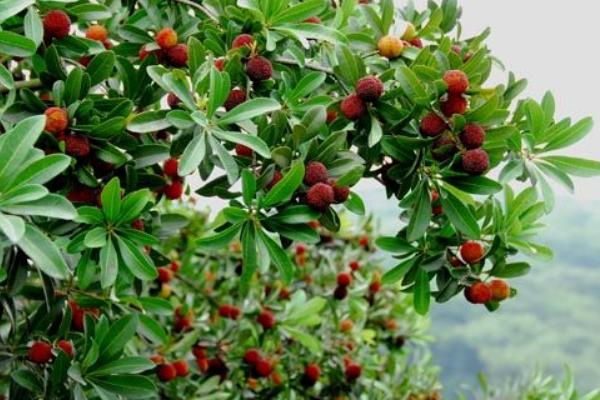 楊梅有哪些品種