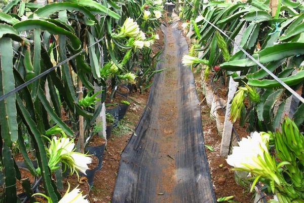 火龍果幾年結果